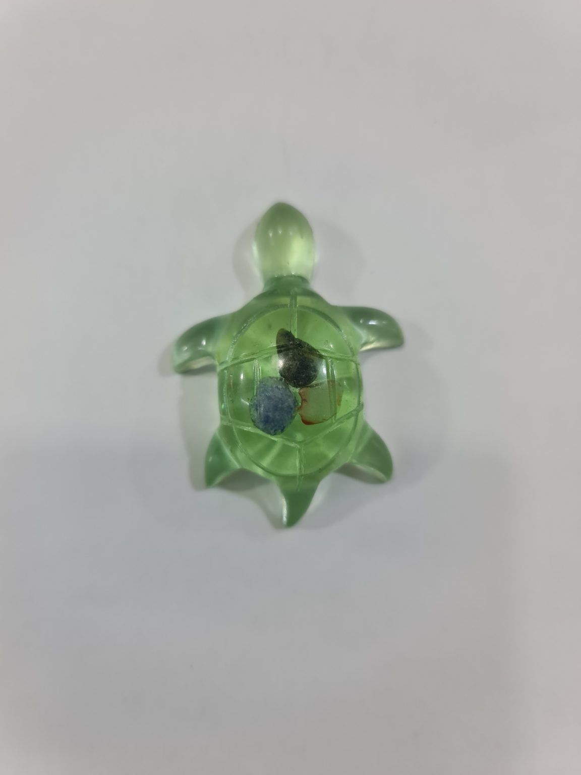 TORTUGA VERDE DE LA PERSEVERANCIA