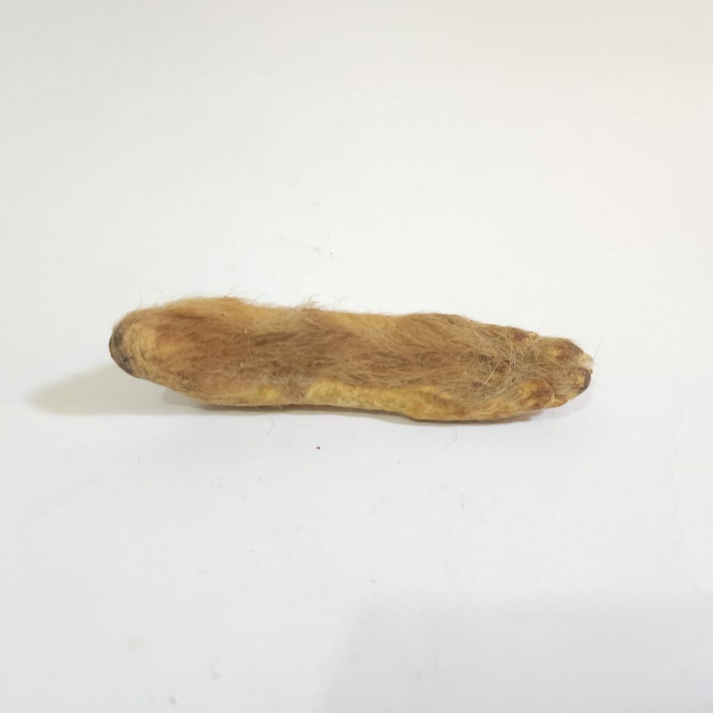 PATITA DE COYOTE