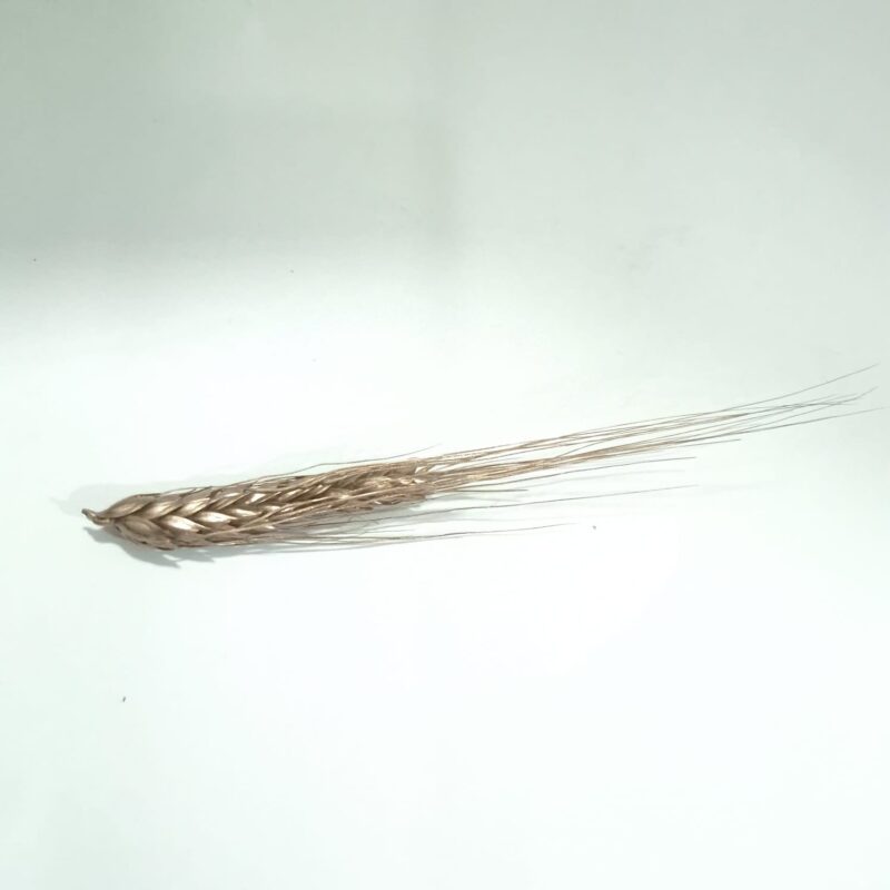 ESPIGA COBRE PREPARADA