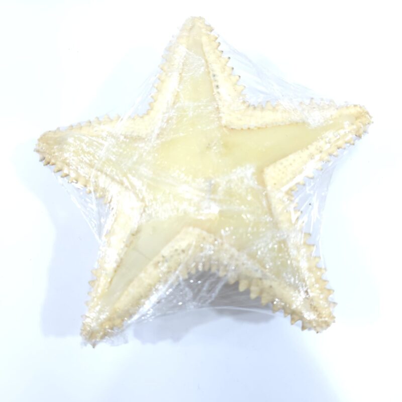VELADORA DE ESTRELLA DE MAR
